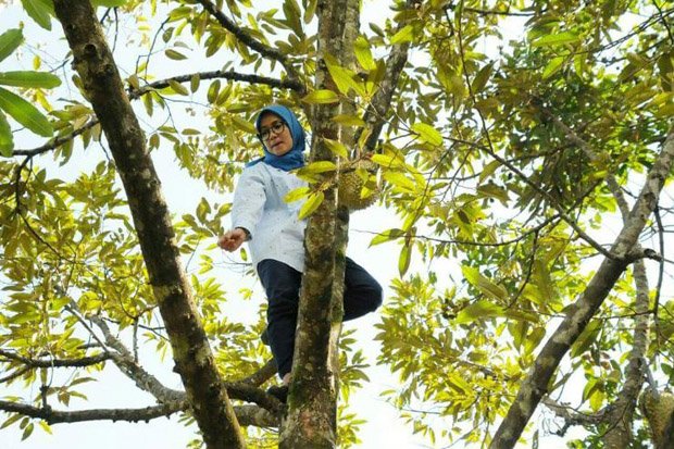 Aksi Penuh Nyali Sang Bupati Lebak Panjat Pohon Durian