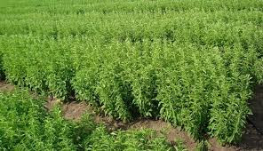 Stevia, Pemanis Alami Tanpa Kalori