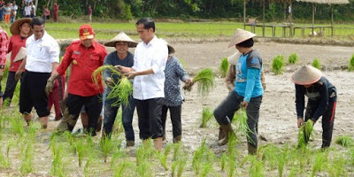 Kegagalan Jokowi Di Bidang Pertanian dan Swasembada Pangan