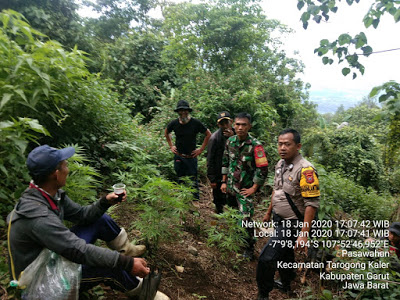 Wow !! Warga Temukan Tanaman Ganja Di Kaki Gunung Guntur Garut